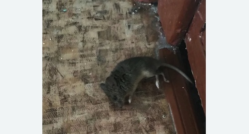 Дезинфекция от мышей в Георгиевске